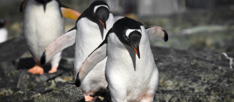 A penguin leading the way for the other penguins following behind.